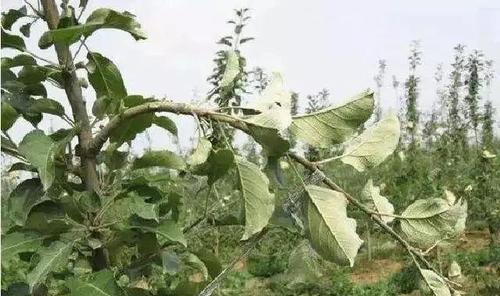 苹果树的种植与生长周期（春季种植，夏秋生长，多年结果/种植技巧，生长特点，丰收经验）