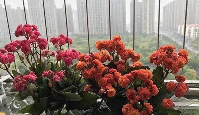 冬季花卉露天养护攻略（居家环境下的宝贵植物保护技巧）