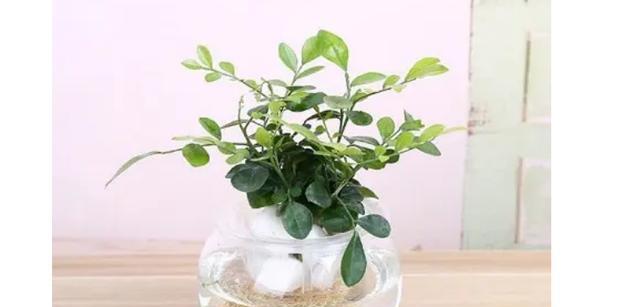 办公室水培植物的种类与养护方法（美化办公环境，促进身心健康的绿色搭配）