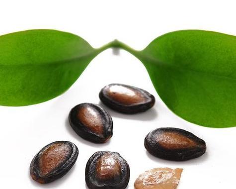 西瓜种子何时种植最佳？（掌握正确的种植时间，丰收更丰满）