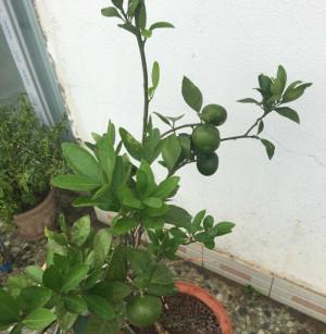 家里种橙子树的风水效应（居家风水宜忌详解，招财进宝从花园开始）