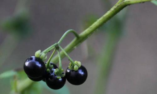 探秘黑果草的神奇之处（黑果草是什么样子的，它有什么功效？）