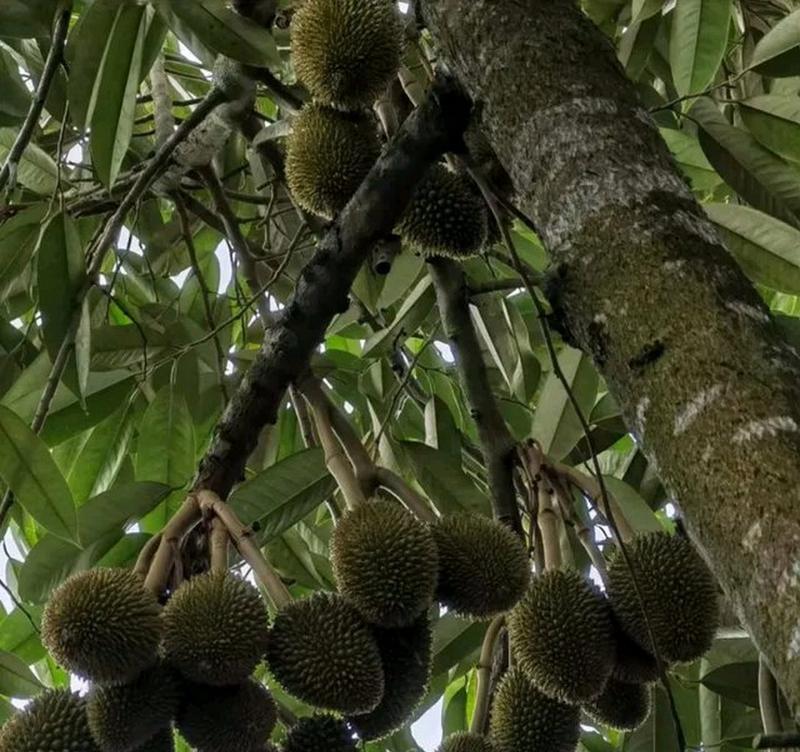 榴莲产量高吗？揭秘榴莲亩产量真相（榴莲种植的发展历程和现状）