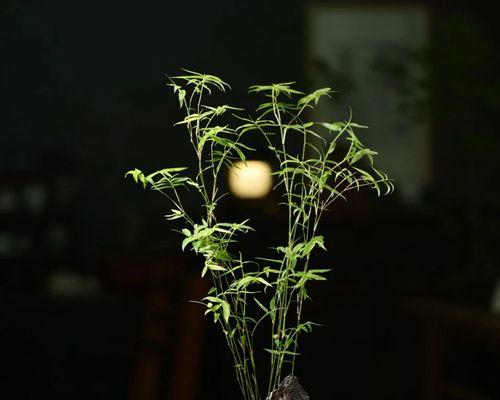 茶叶水浇凤尾竹的正确方法（利用茶叶水营养凤尾竹，养护更健康）