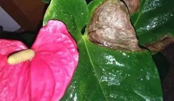 红掌换土换盆指南（为您的红掌植株提供更好的生长环境）