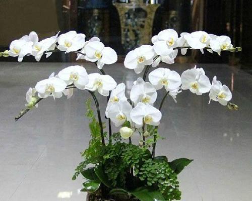 如何成功养殖蝴蝶兰花（从选购到日常养护，）