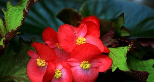 欣赏花期长花卉，一年四季怒放（探寻不同季节的花海之旅）
