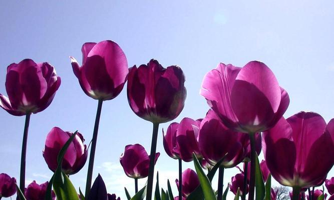 郁金香的花语与寓意（探究郁金香的文化象征与象征意义）