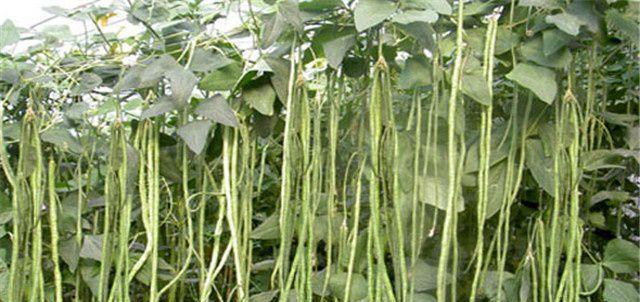 豆角种植攻略（从季节到收获，打造高产豆角田）