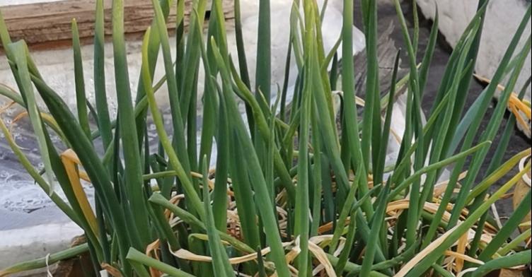 小葱播种时间及种植技巧（打造丰收的小葱种植计划）