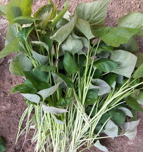 解密番薯（探究番薯的生命起源、结构、繁殖与分类）
