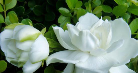 大栀子花的开花习性（探究大栀子花一年开几次花的原因与特点）