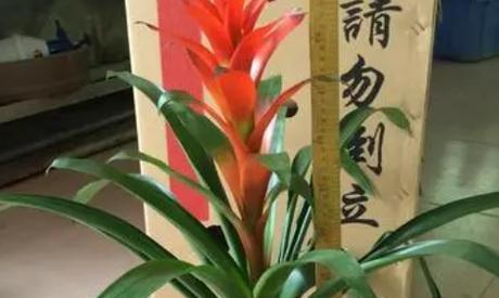 步步高升花盆栽怎么养殖（学习步步高升花盆栽的技巧与方法）
