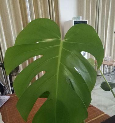 龟背竹，一种具有独特魅力的观赏植物（探秘龟背竹的样子、特点及养护技巧）