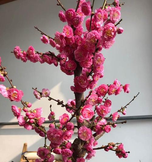家里养梅花的风水好处（梅花的象征意义和养护技巧）