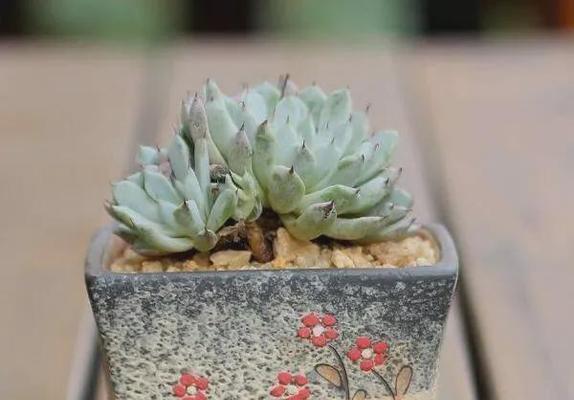 多肉爱喝啤酒？多肉植物的神奇浇水方式！
