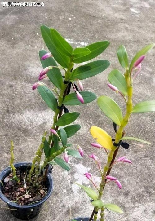 石斛兰开花时间及生长习性（四季常绿的神奇植物——石斛兰）