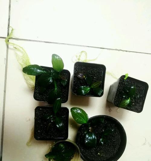 椒草繁殖完全攻略（分株时间、繁殖方法一网打尽）