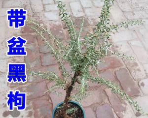 黑枸杞树的年龄和结果关系解析（黑枸杞树几年结果实的秘密）
