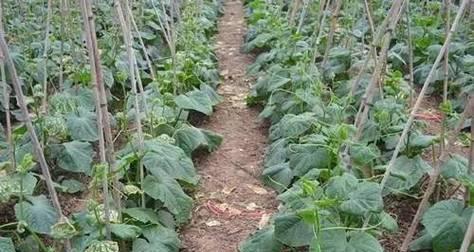 黄瓜的土壤适宜性研究（黄瓜种植的土壤条件和栽培技巧）