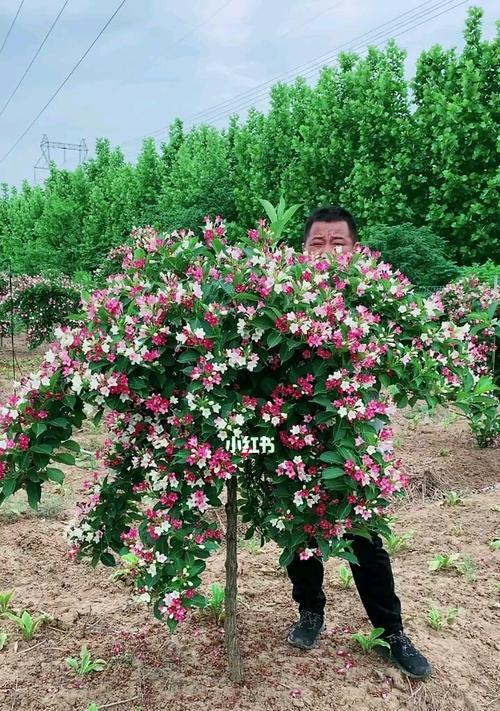 五彩锦带花开时间（探秘五彩锦带花的生长特点与繁殖方法）