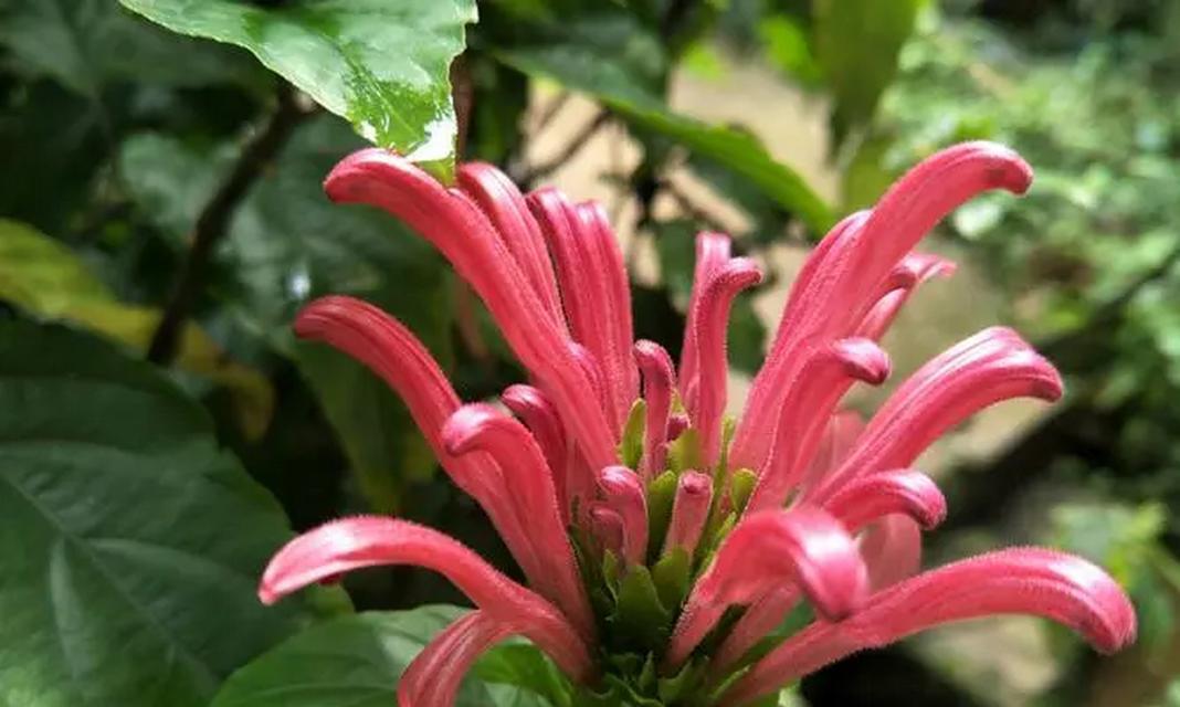 珊瑚花的养护方法（从栽培到花期，教你如何打理珊瑚花）