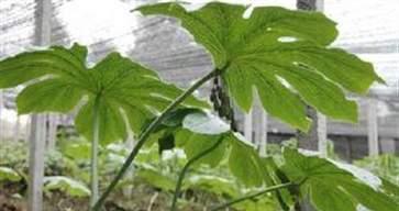 八角的生长周期及其特点（探究八角的生长周期和生命周期）
