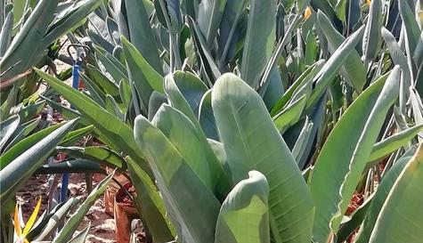 鹤望兰的土壤种植方法（配土、土壤种类和肥料施用）