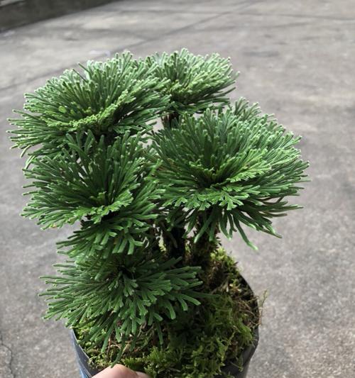 九死还魂草的养殖秘籍（如何让九死还魂草茂盛生长？）