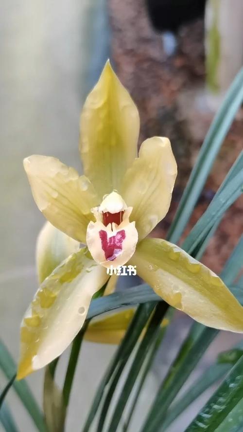大花蕙兰开完花怎么办（如何正确护理大花蕙兰以延长其寿命）