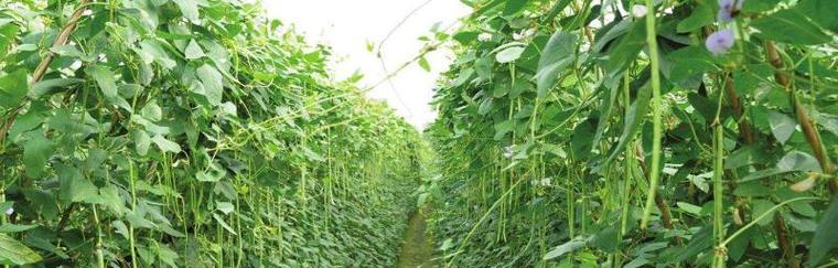 豆角种植与生长全攻略（种植时间、生长周期、养护要点详解）