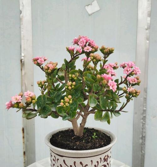 长寿花——一种寿命惊人的植物（探秘长寿花的生命奥秘，让我们一起见证它的长久不衰）