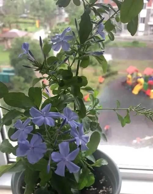 蓝雪花的土种植方法（选择土壤和肥料的关键）