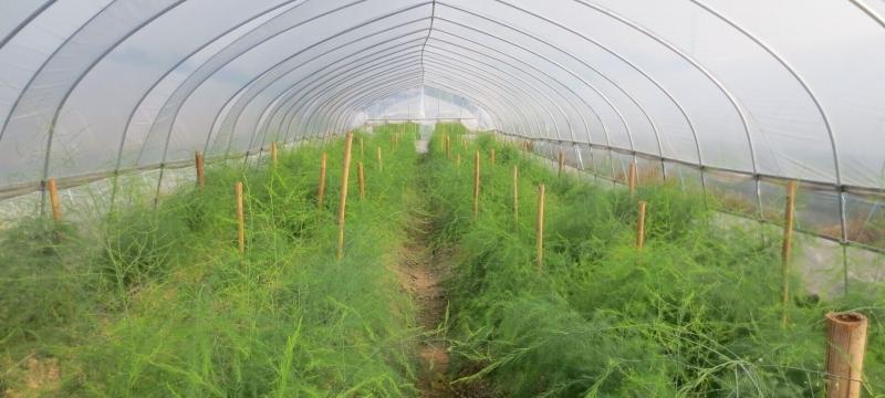 芦笋种植时间与生长周期（了解芦笋种植时间，让你的收成更加丰盈）