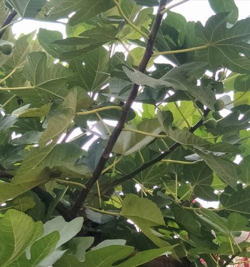 门前适合种植无花果树吗？（种植无花果树的条件、注意事项及收益）