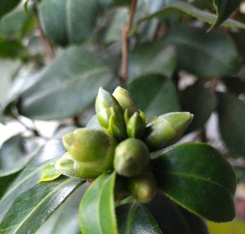 如何培育茶叶花？（茶叶花的生长条件和注意事项）