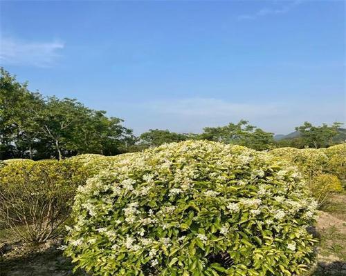 女贞在院子里也能轻松种植！（教你成功种出美丽的女贞，让院子更有气质。）