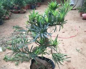 如何提高罗汉松嫁接成活率？（掌握正确的嫁接方法与注意事项）