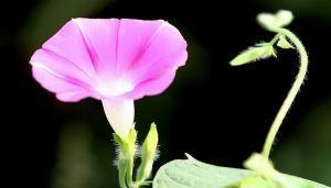 牵牛花的生长环境与适应地区（探究牵牛花适宜生长的条件和地域分布情况）