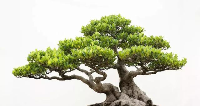 家庭园艺（打造绿色家居）