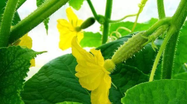黄瓜花（探秘黄瓜花的美食价值，教你如何制作）