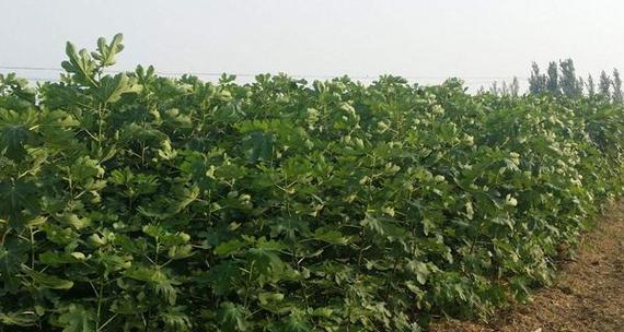 无花果的种植条件和适宜区域的气温（种植无花果需要哪些条件？无花果适合在哪些地区种植？）