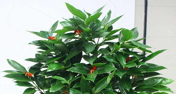 平安代表，植物相伴（15种植物，为你撑起平安伞）