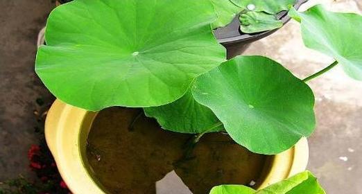 家里也能种睡莲？（教你打造私家花园水池，享受独特的水生植物魅力。）