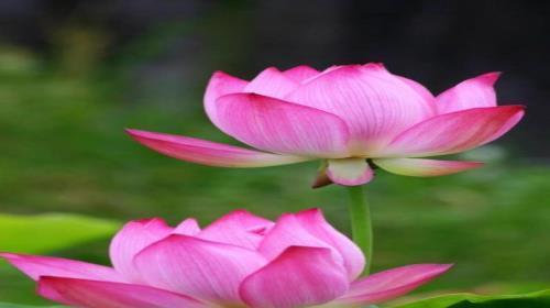 凤尾花的象征意义（探究凤尾花的文化内涵和寓意）