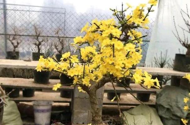 家里养迎春花的风水禁忌（迎春花的五行属性及其在风水中的作用）