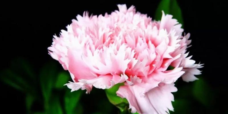 康乃馨喜肥——让你的花儿更健康