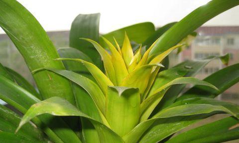 什么时候是凤梨花的花期？（全面解析凤梨花开花时间及生长周期。）