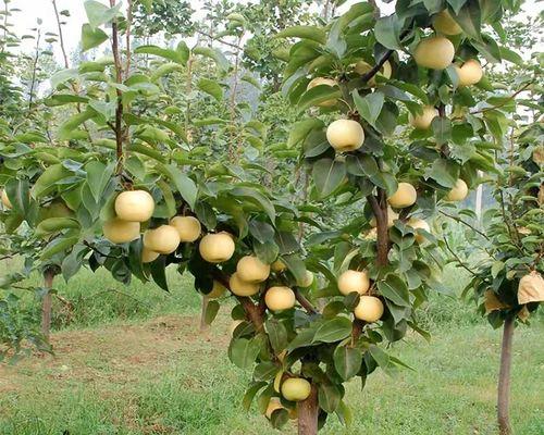 如何种植梨树——时间、方法和注意事项（掌握正确的种植时间和方法，享受优质的梨果）