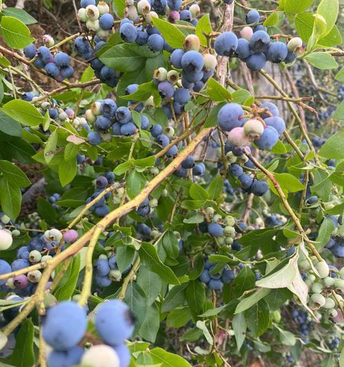 蓝莓采摘季节详解（蓝莓的产地、品种和采摘技巧）